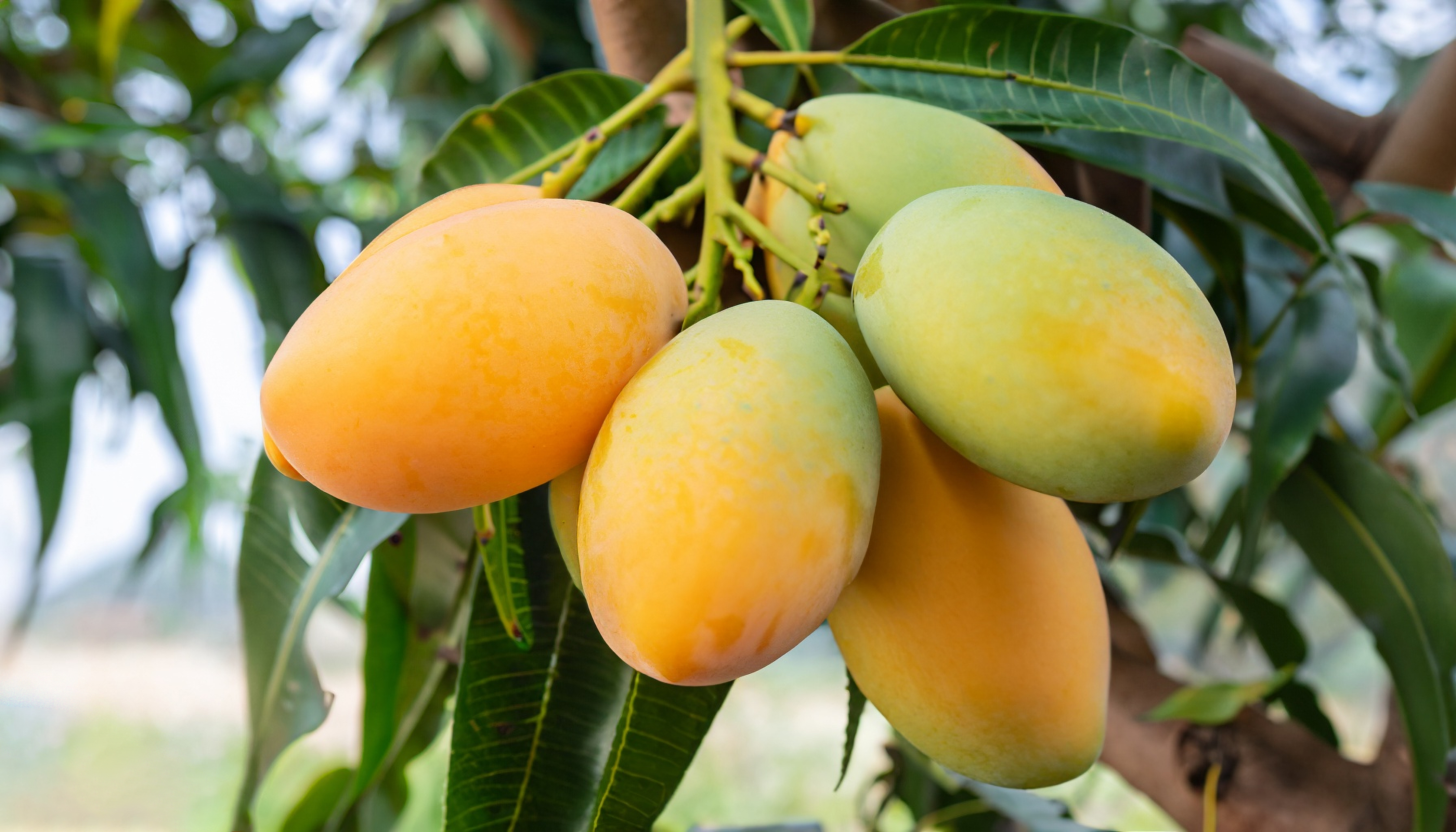 Mangos - Image 2